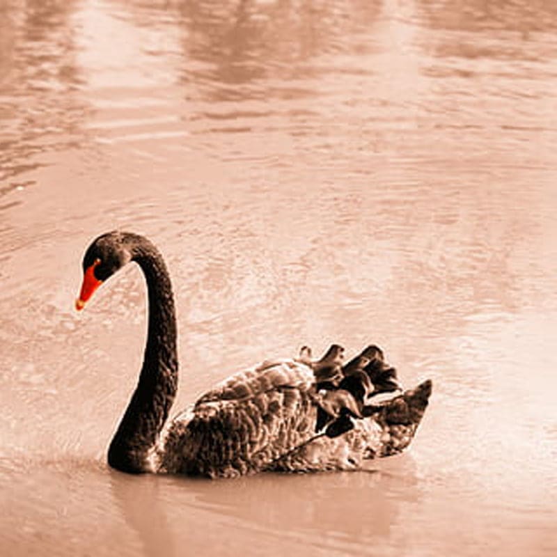Crônica sobre o filme - O Cisne Negro –